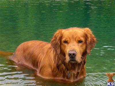 Stud Dogs - Golden Retriever
